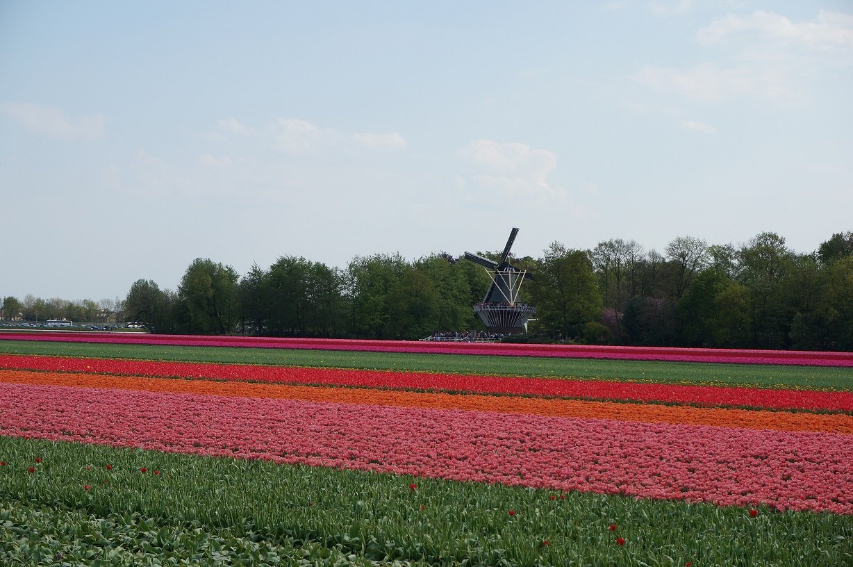 Campos de Tulipanes - Ruta en bicicleta, Países Bajos