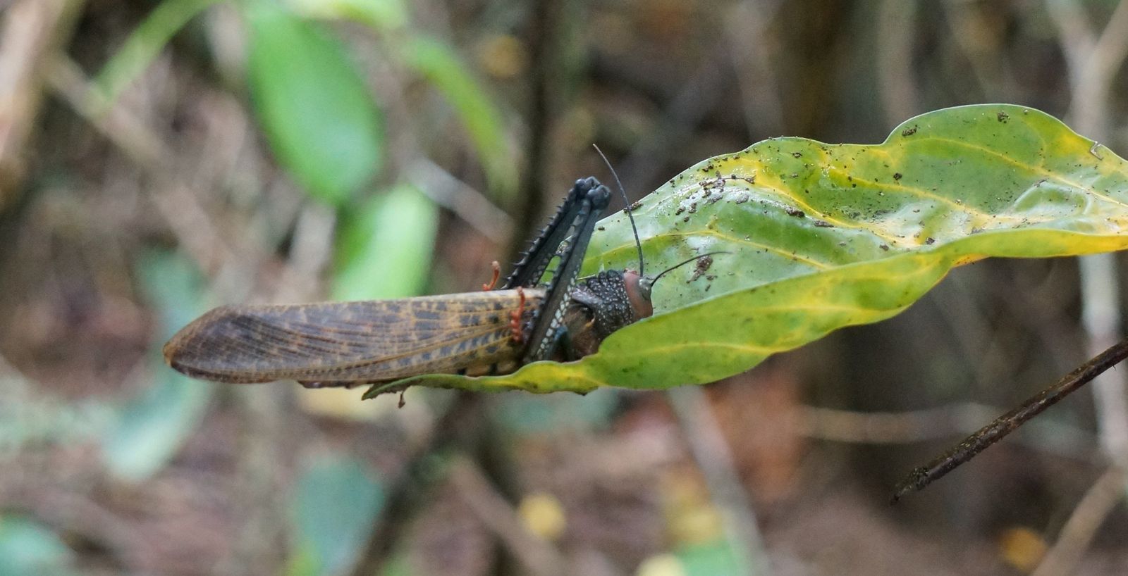 Parque Nacional de Corcovado e Isla del Caño
